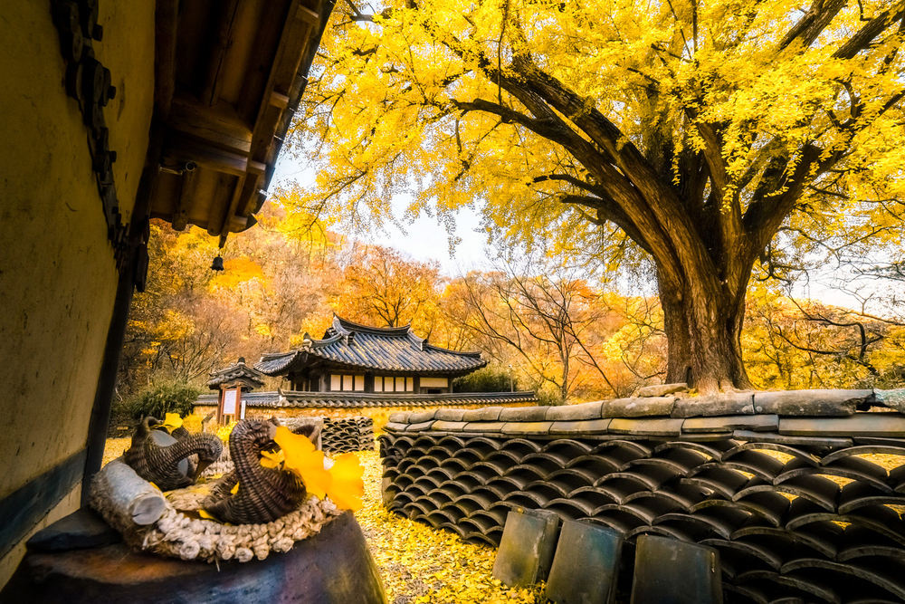 BUSAN – JEONJU – SEOUL (TN)
